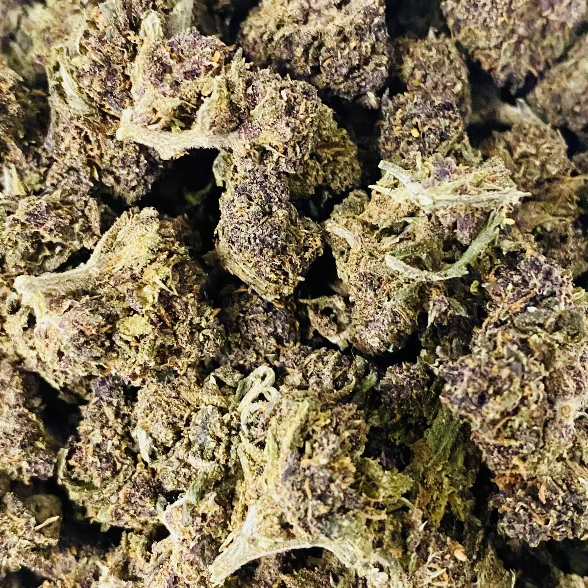 Purple Bio