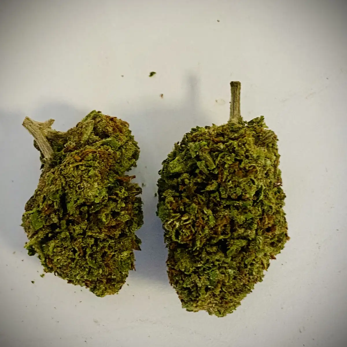 Gorilla Mandarine