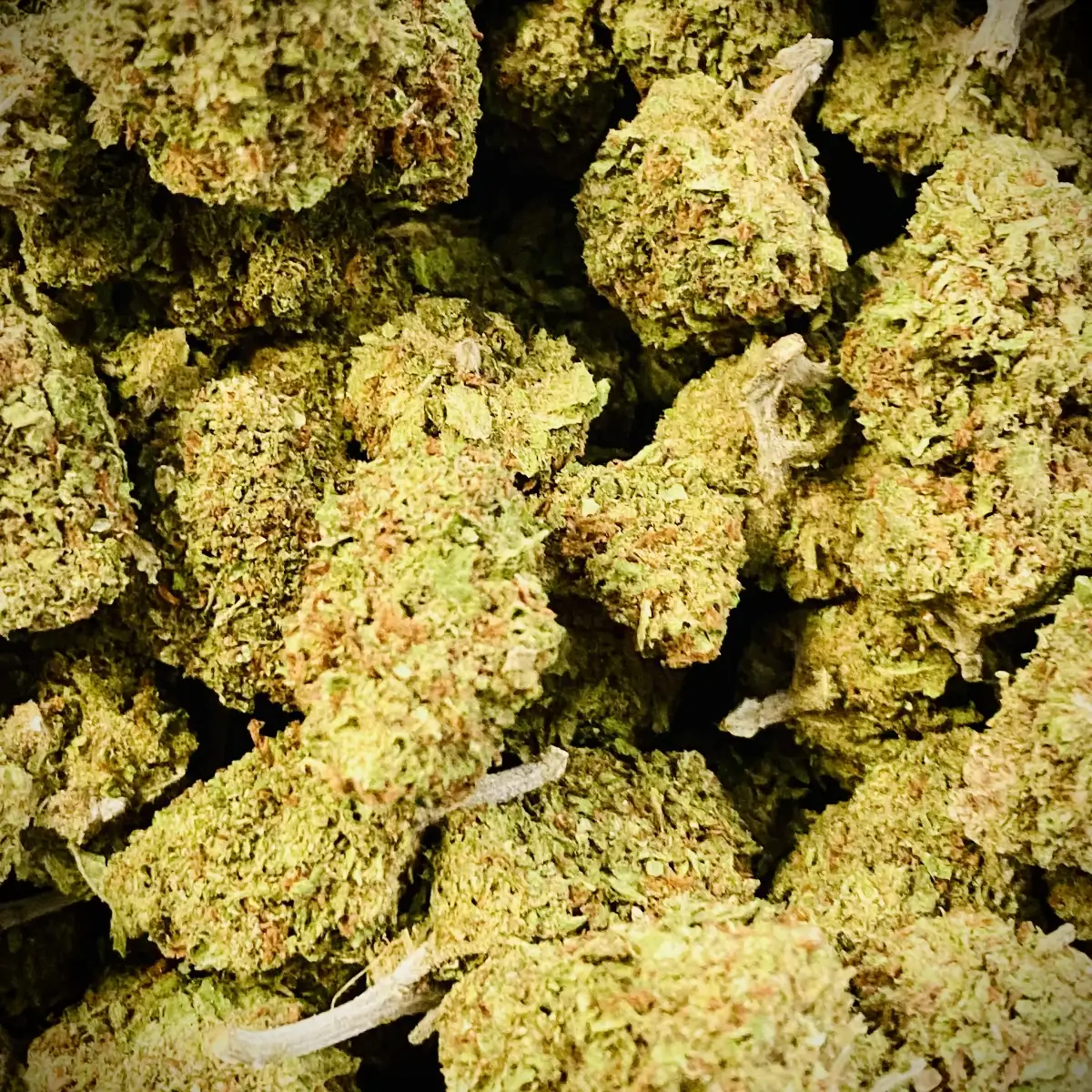 Gorilla Mandarine