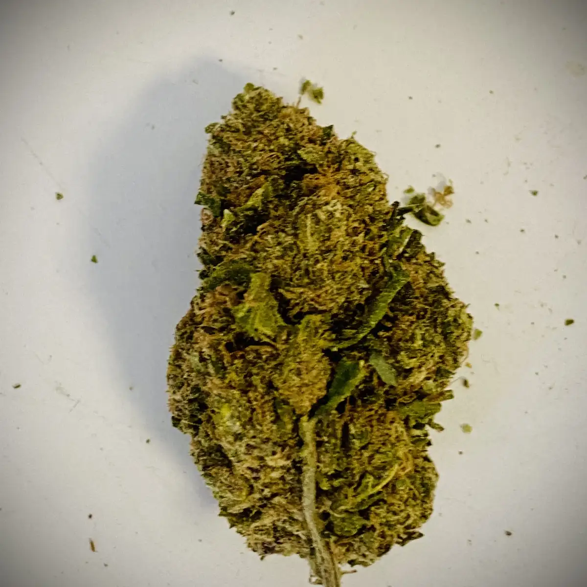 Big Bud