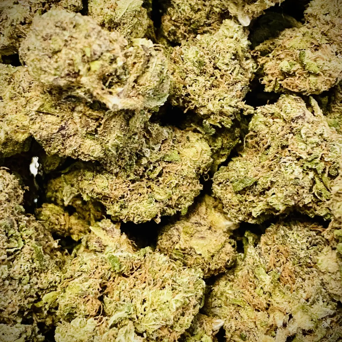 Big Bud